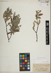 Foto von Salix lapponum L.
